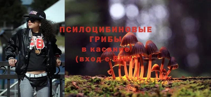 как найти   Калуга  Галлюциногенные грибы MAGIC MUSHROOMS 